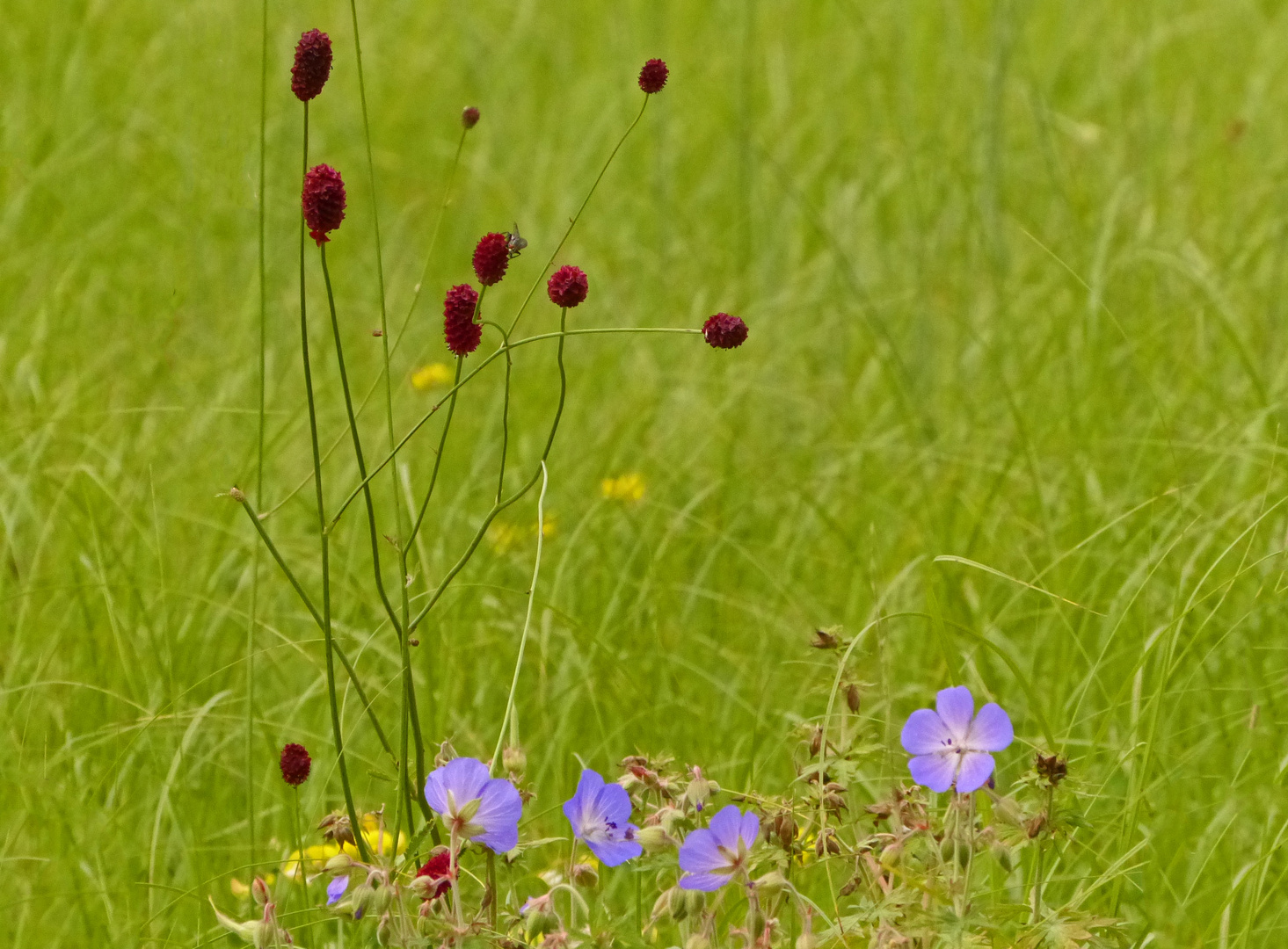 In der Wiese