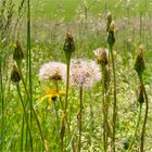 In der Wiese einen Bock geschossen