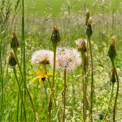 In der Wiese einen Bock geschossen