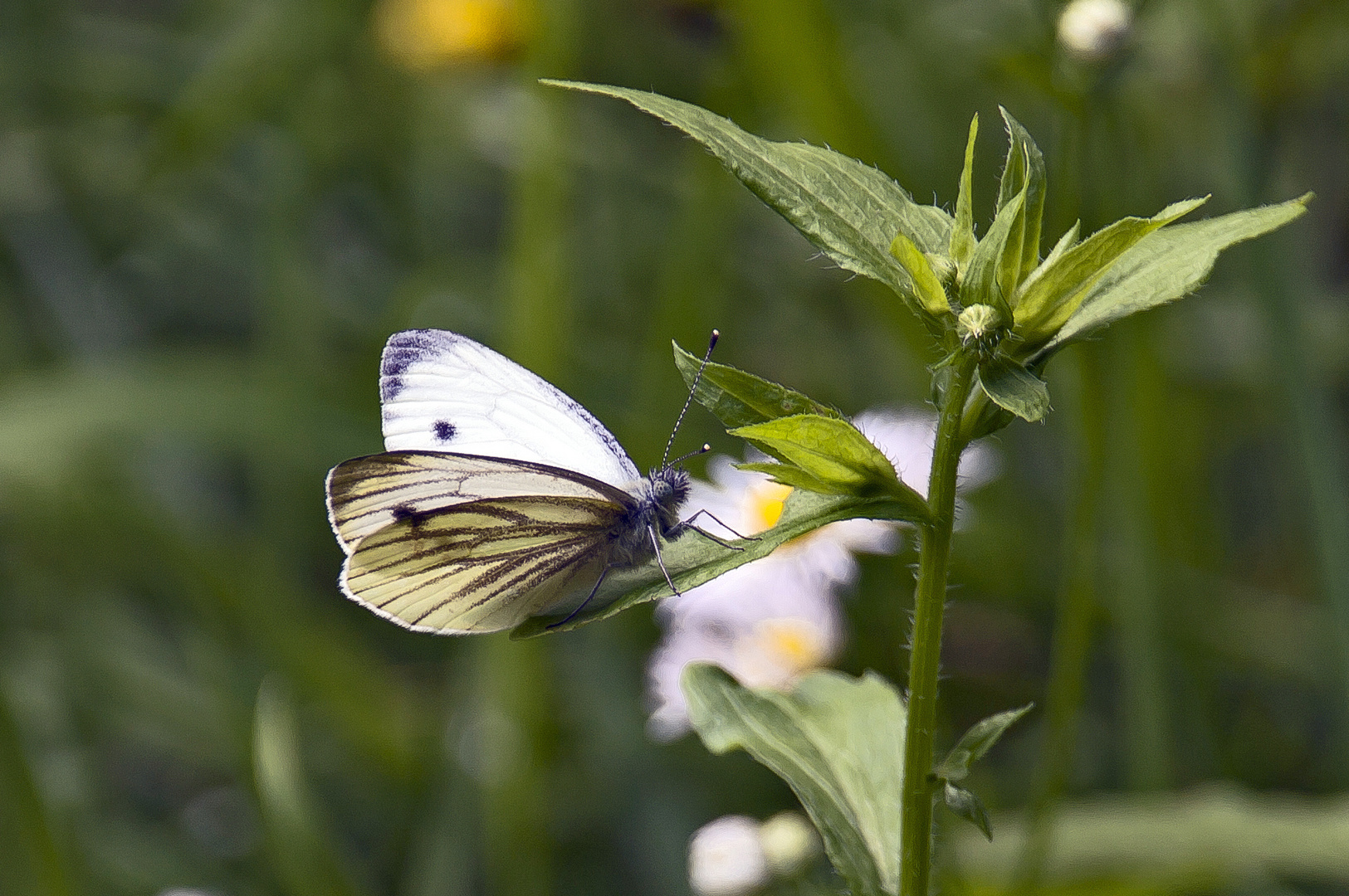 in der Wiese... II