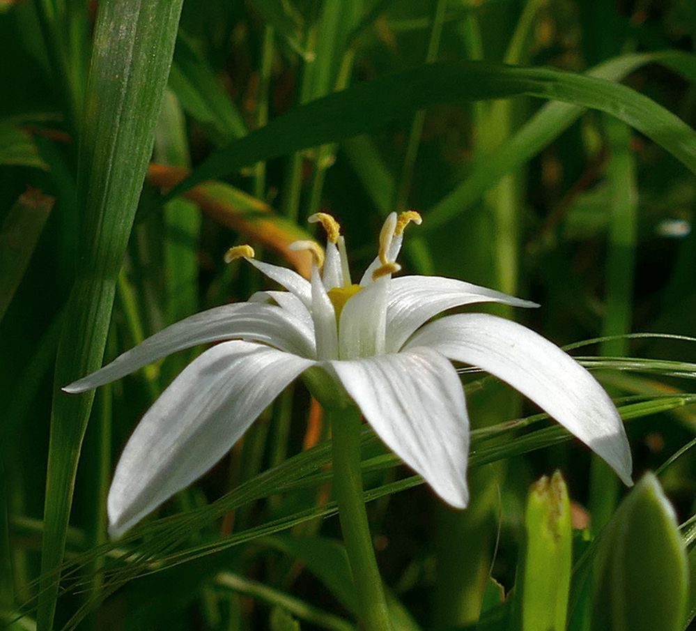 In der Wiese leuchten viele Milchsterne und ...