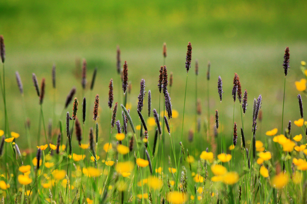 In der Wiese liegen