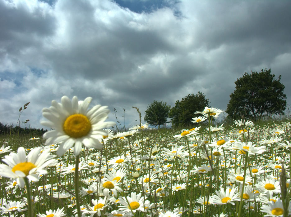 ...in der Wiese liegend... mit Marguerita im Arm... ;-))