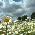 ...in der Wiese liegend... mit Marguerita im Arm... ;-))