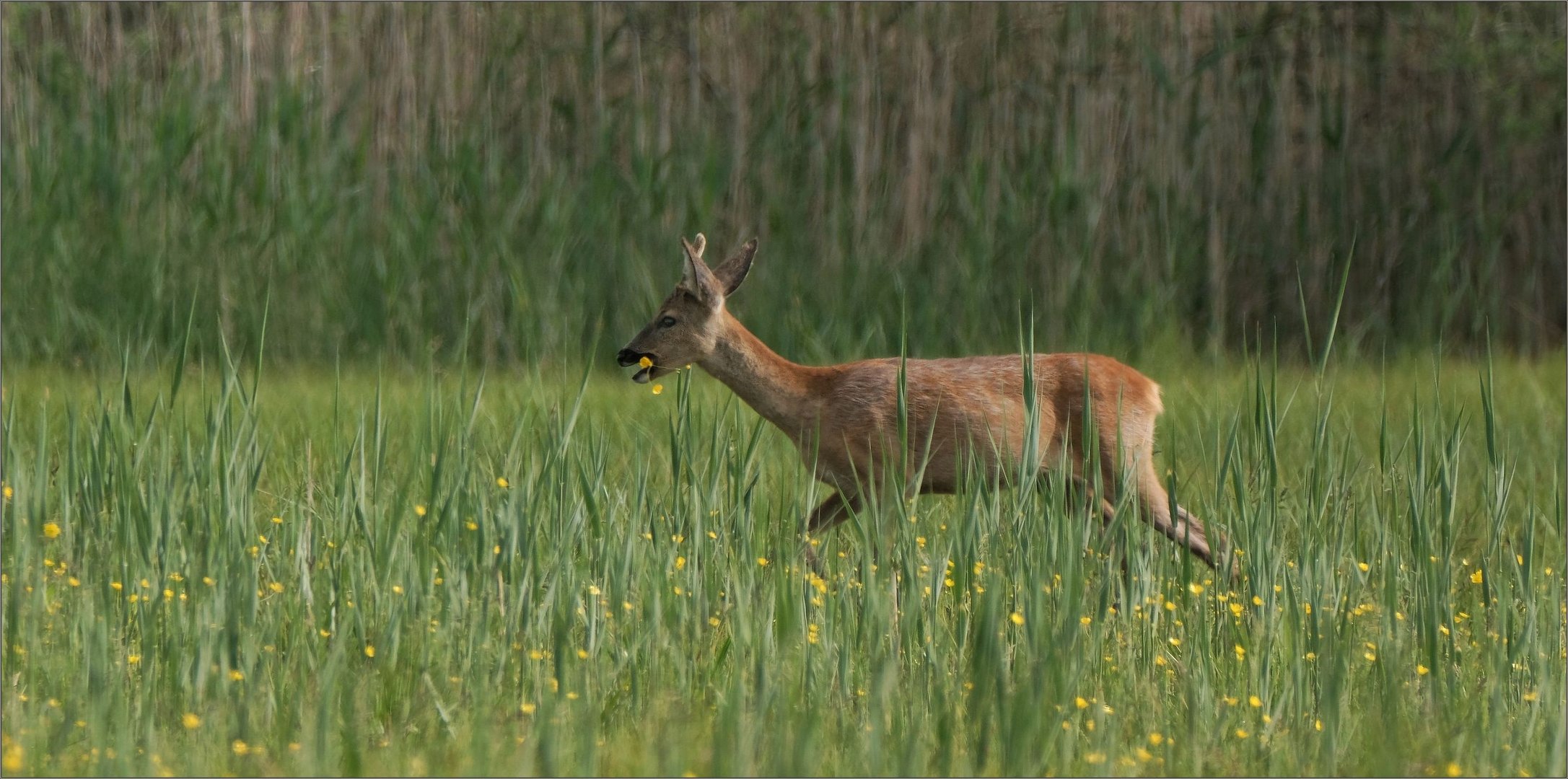 in der wiese unterwegs...