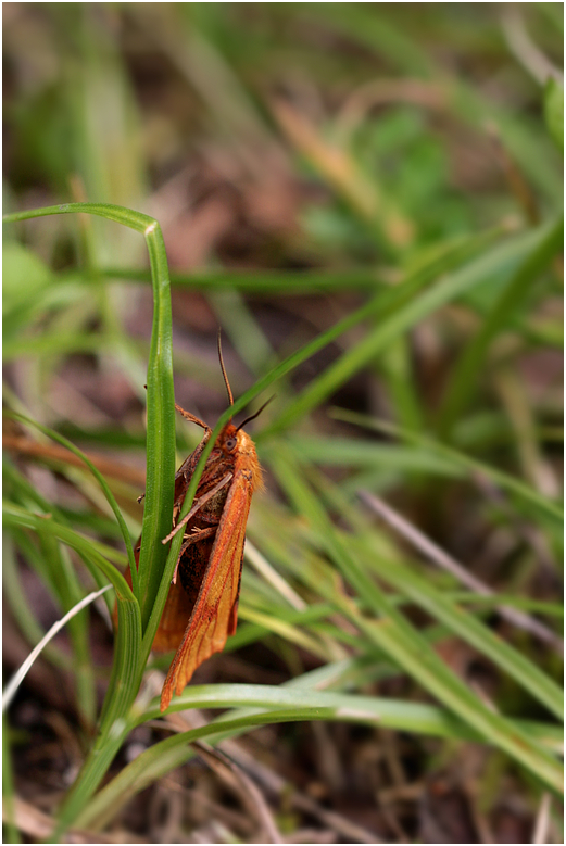 in der Wiese versteckt