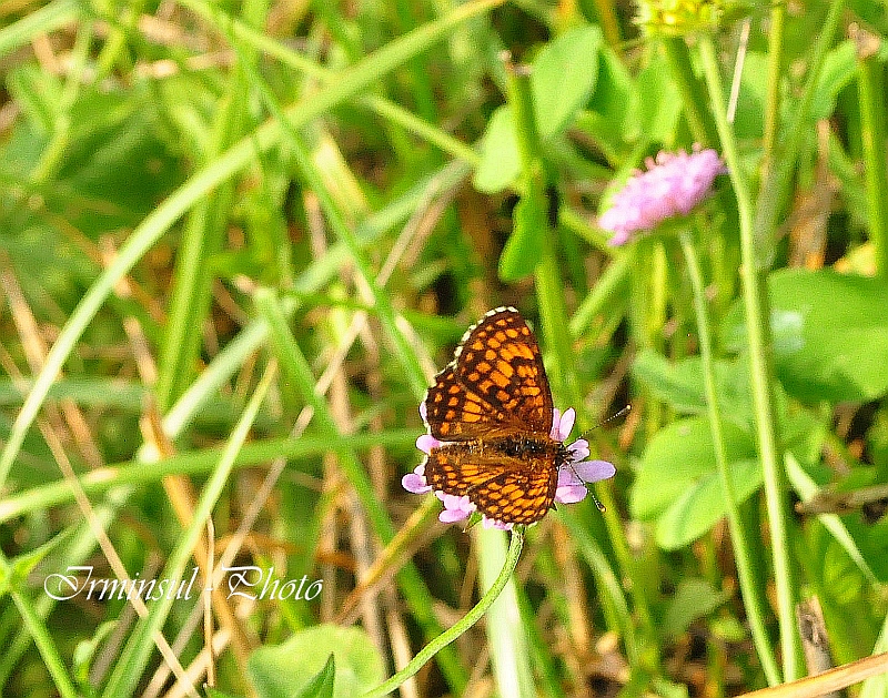 ...In der Wiese war auch nicht viel los.....