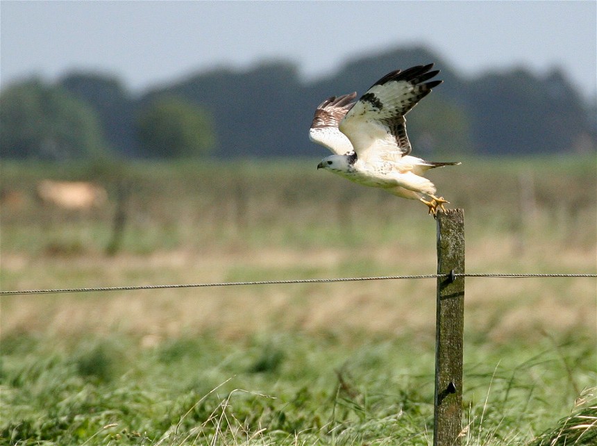 In der Wiese wie ein Huhn, ...