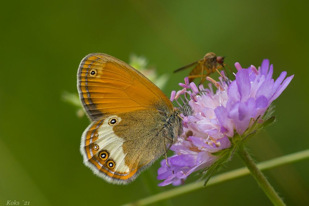 in der Wiesenscabiose