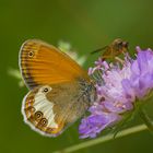 in der Wiesenscabiose