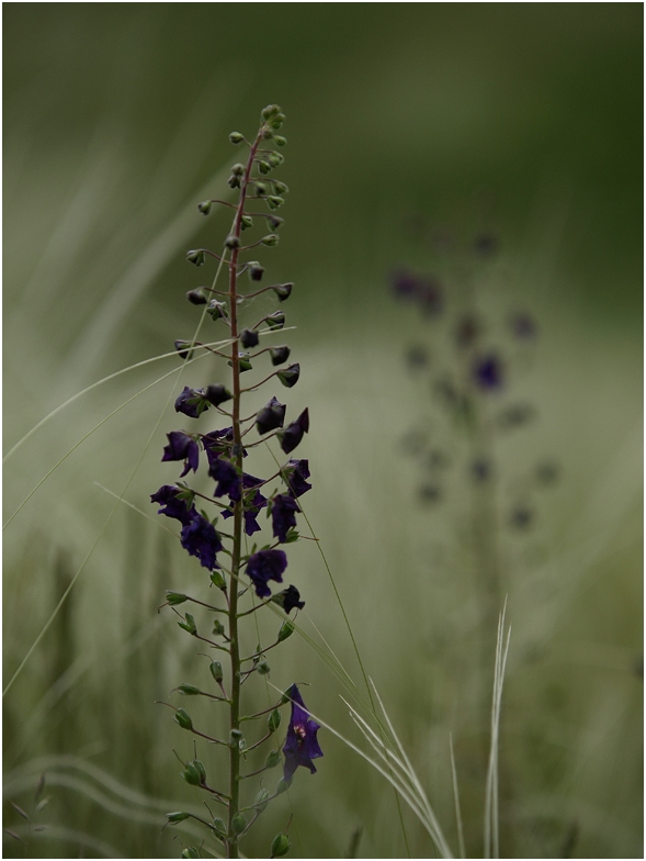 In der Wiesensteppe – Nationales Naturreservat Rana / Cesky Stredohori