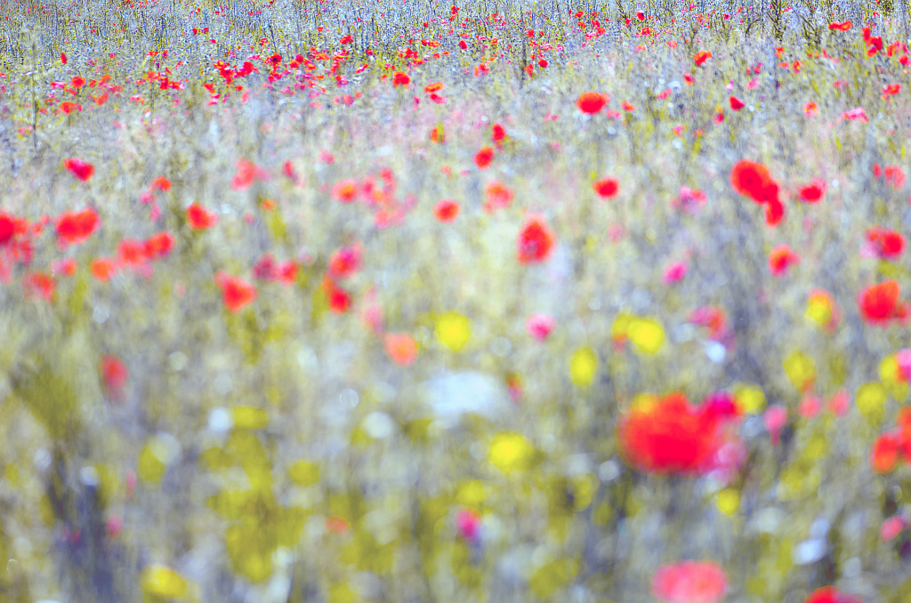 In der Wildblumenwiese