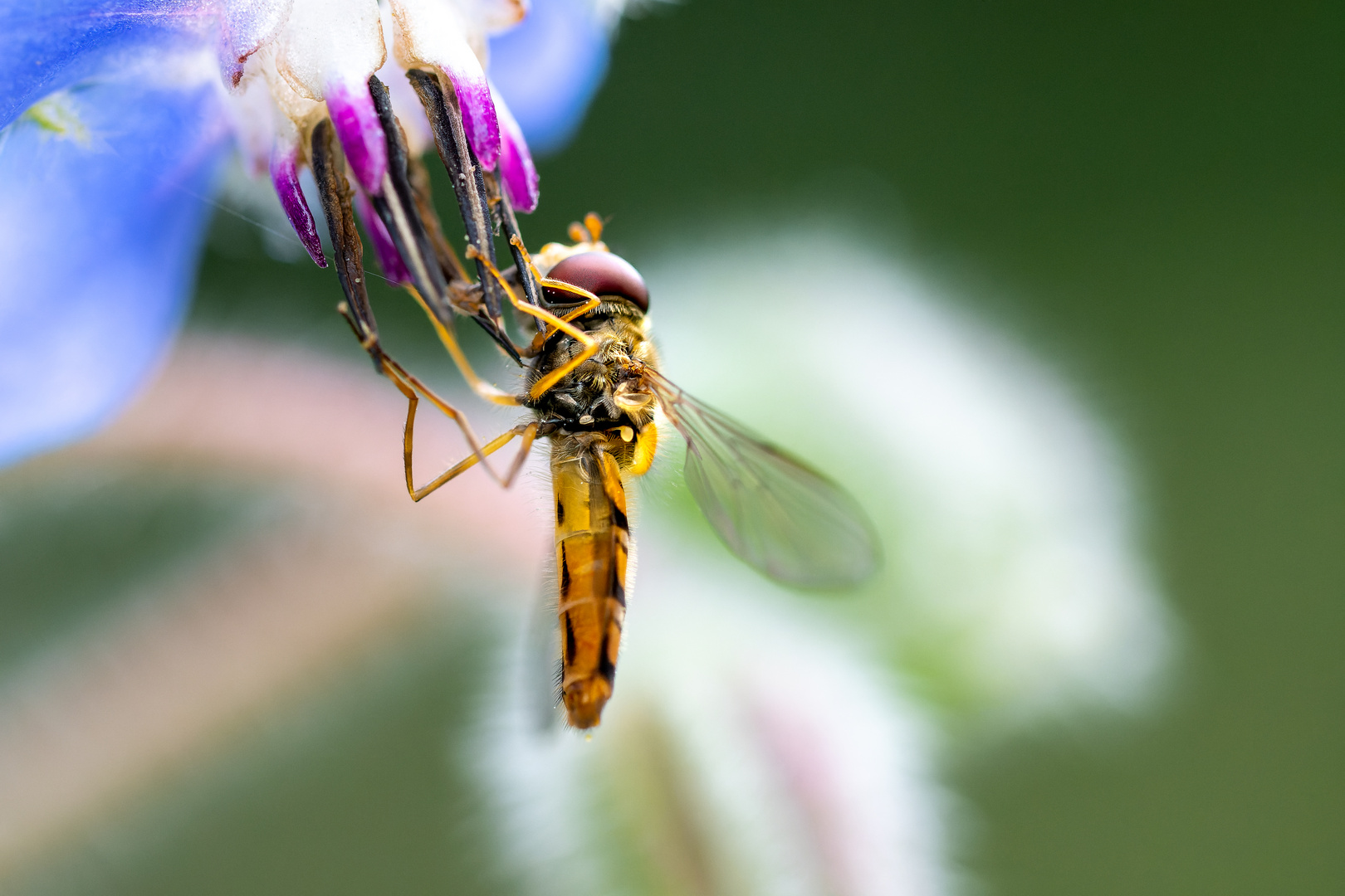 -In der Wildblumenwiese-