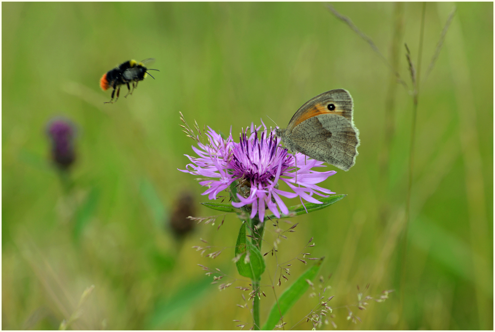 In der Wildblumenwiese