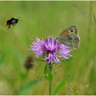 In der Wildblumenwiese