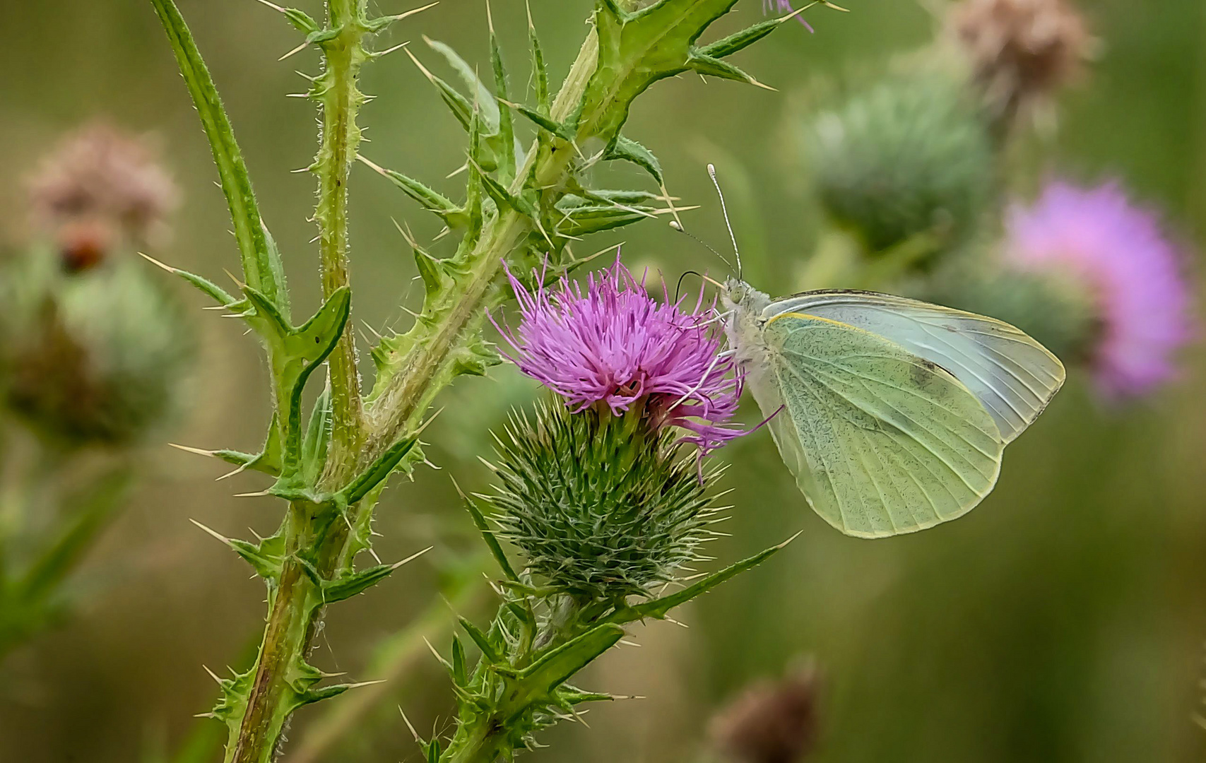 In der wilden Wiese