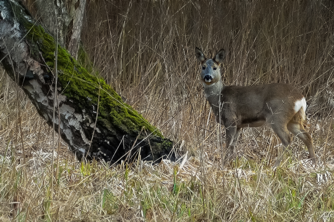 In der Wildnis 