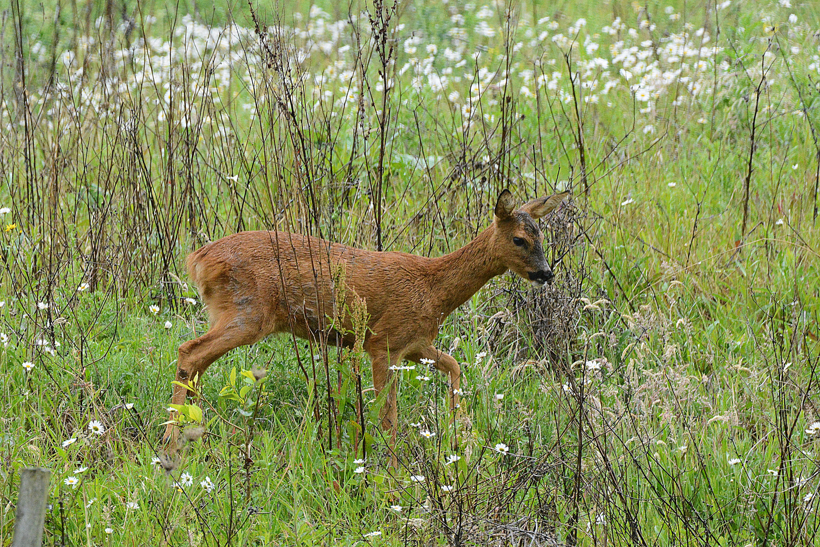 In der Wildnis