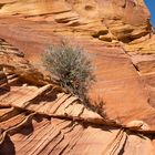 In der Wildnis der Vermilion Cliffs