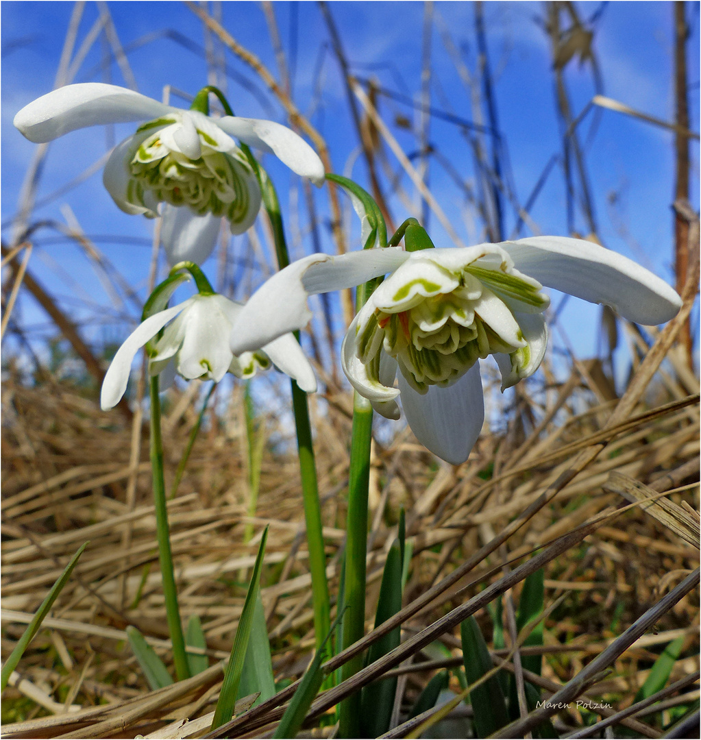 In der Wildnis