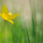 In der Wildtulpen - Wiese 01