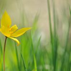 In der Wildtulpen - Wiese 02