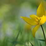 In der Wildtulpen - Wiese 03