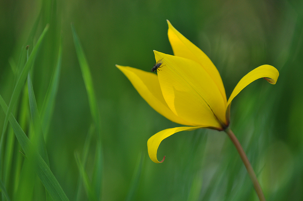 In der Wildtulpen - Wiese 04