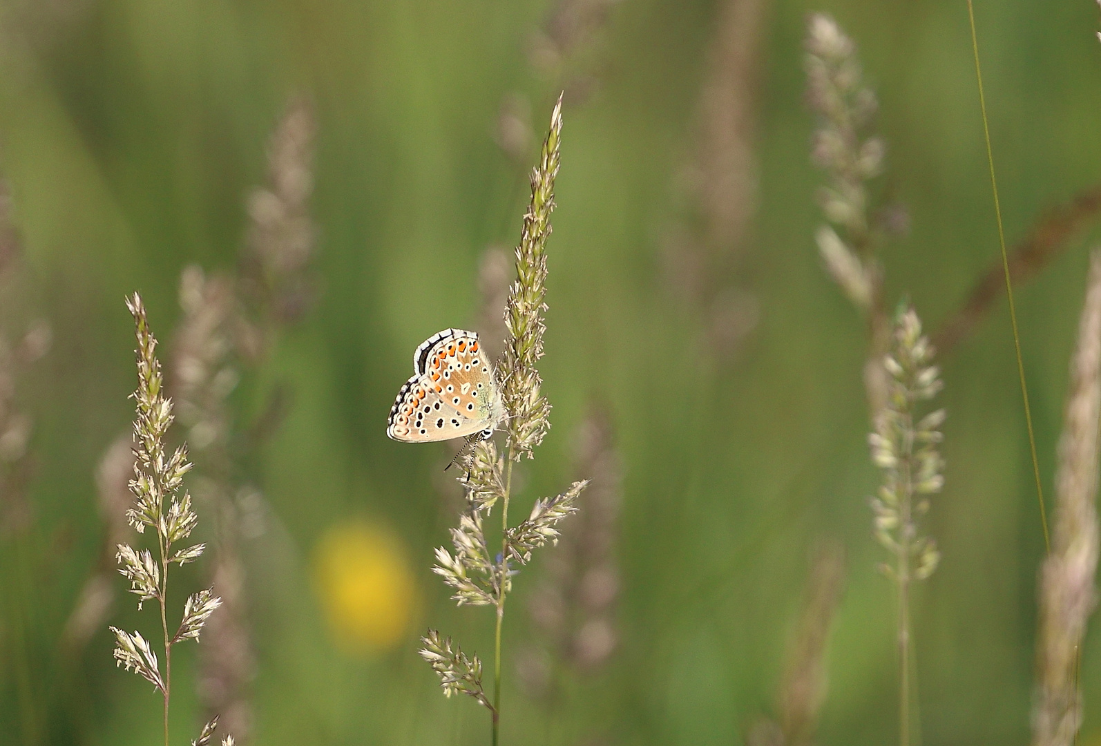 In der Wildwiese....