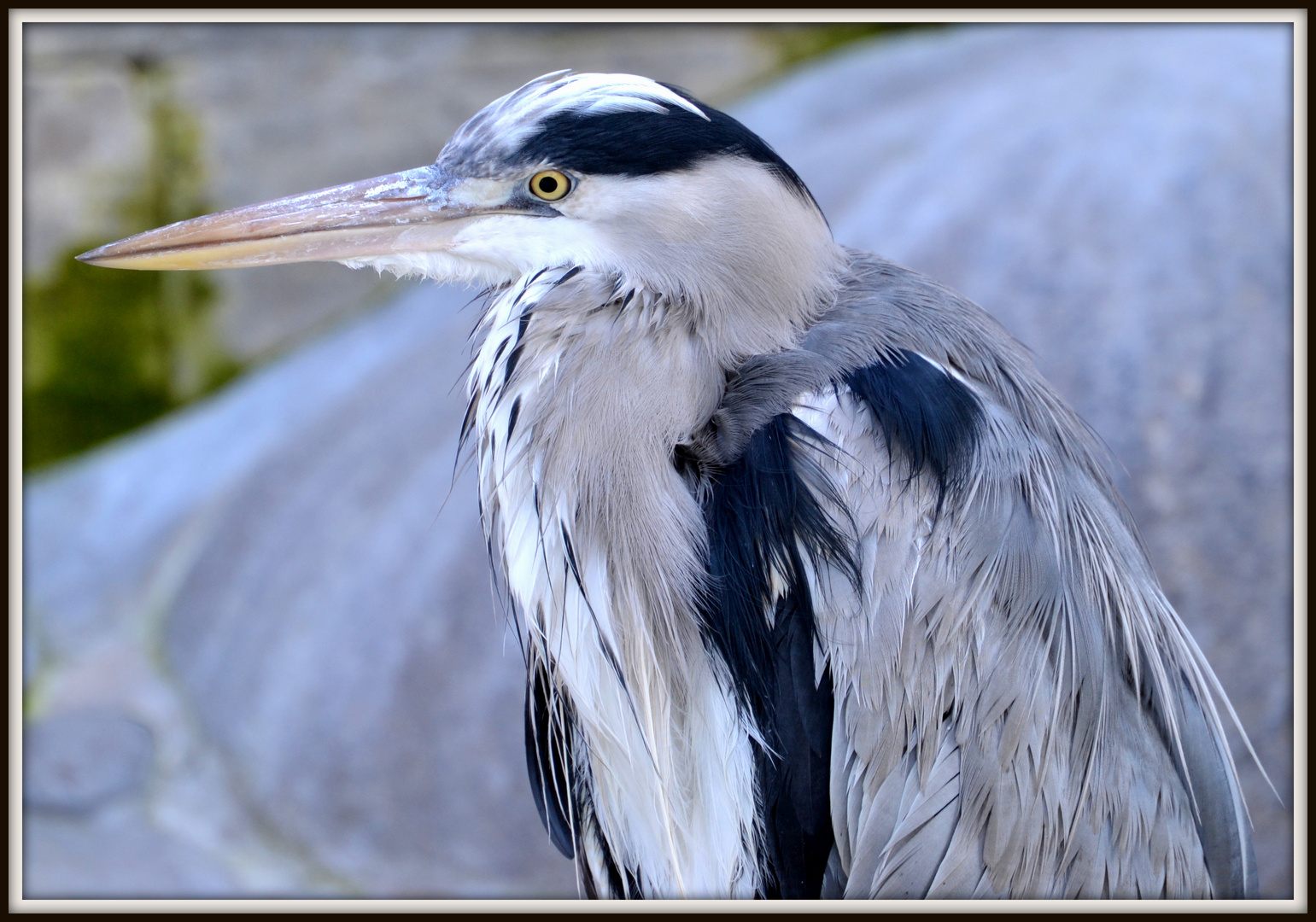 in der Wilhelma Stuttgart