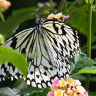 In der Wilhelma Stuttgart