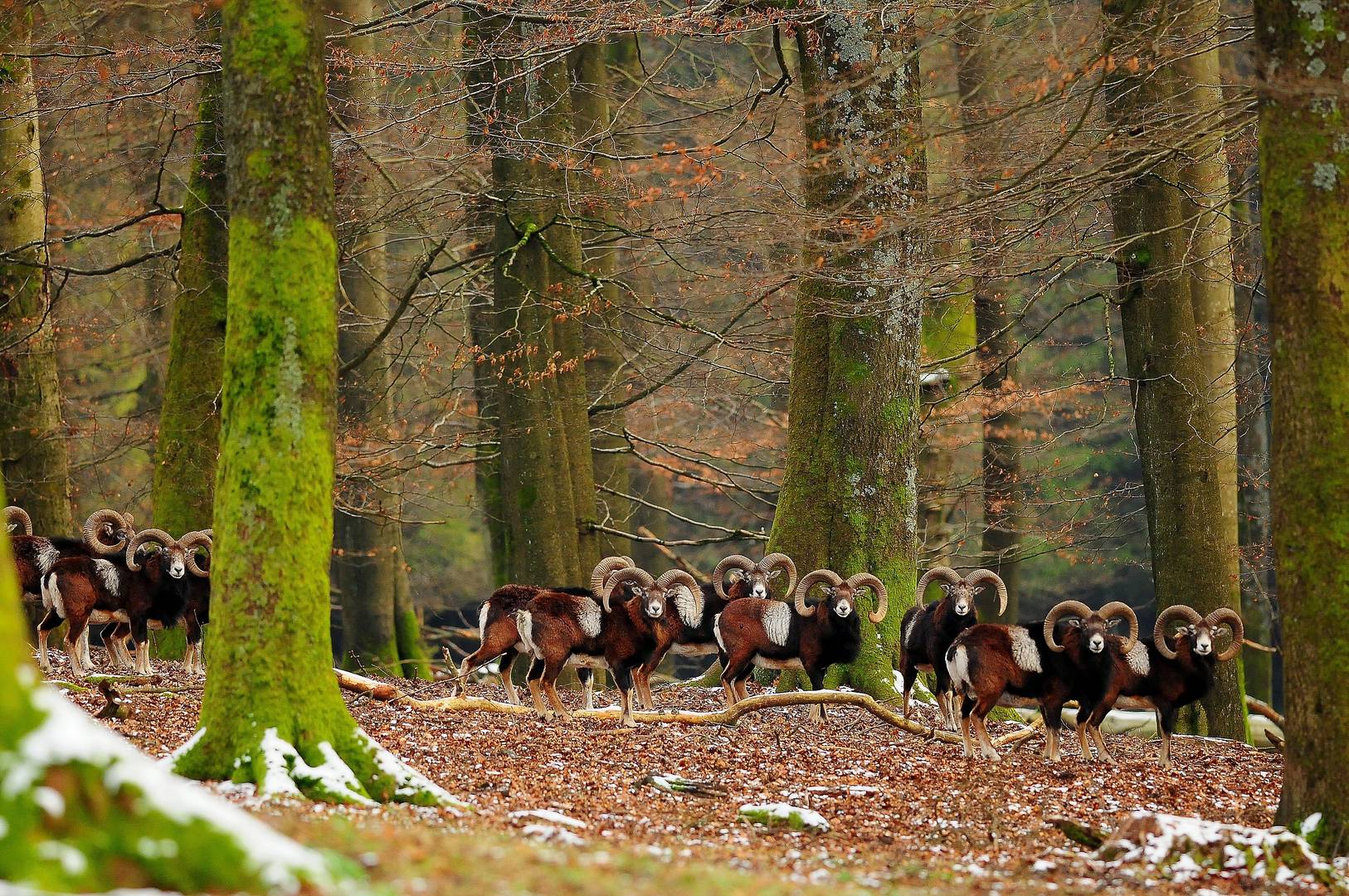 In der Winterdecke sehen die Muffelwidder besonders imposant aus