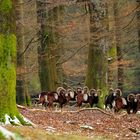 In der Winterdecke sehen die Muffelwidder besonders imposant aus