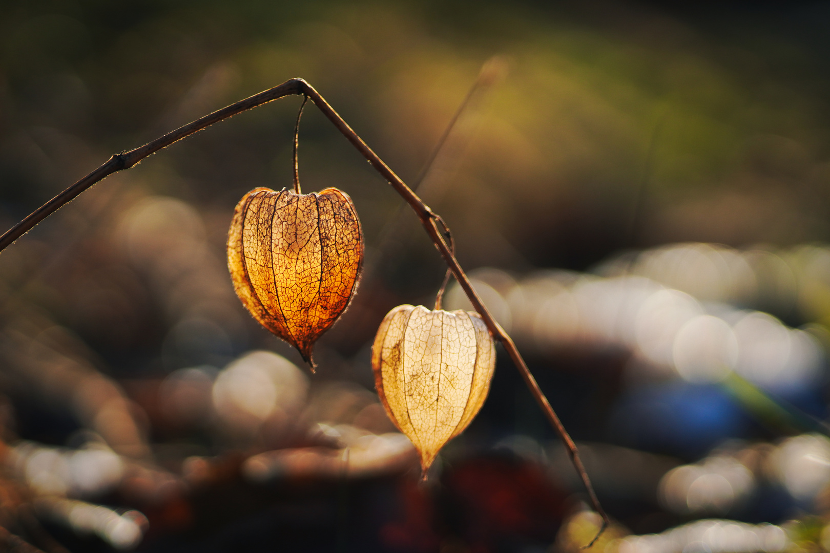 In der Wintersonne