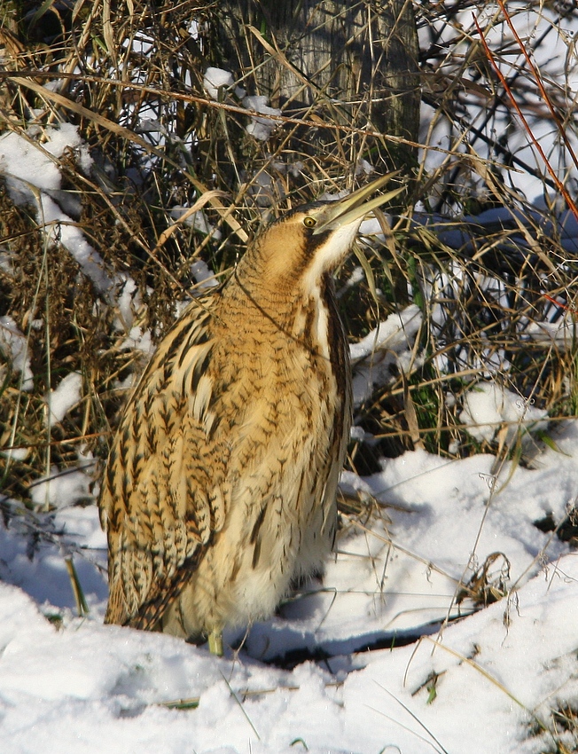 In der Wintersonne