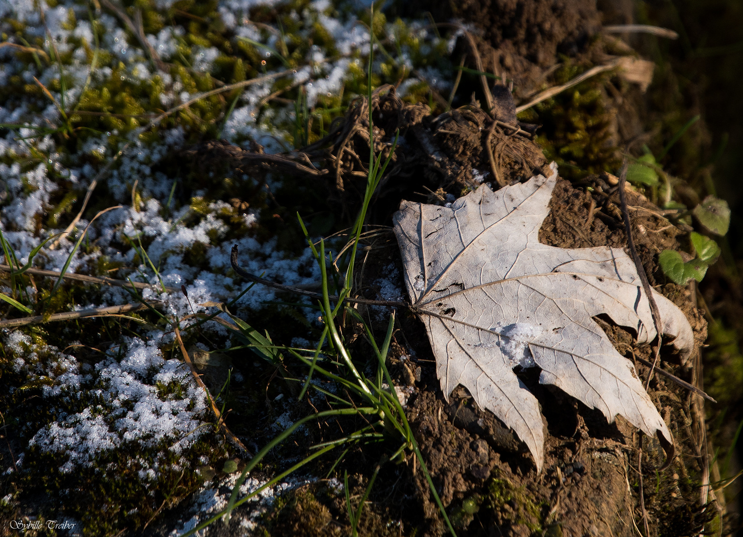 In der Wintersonne