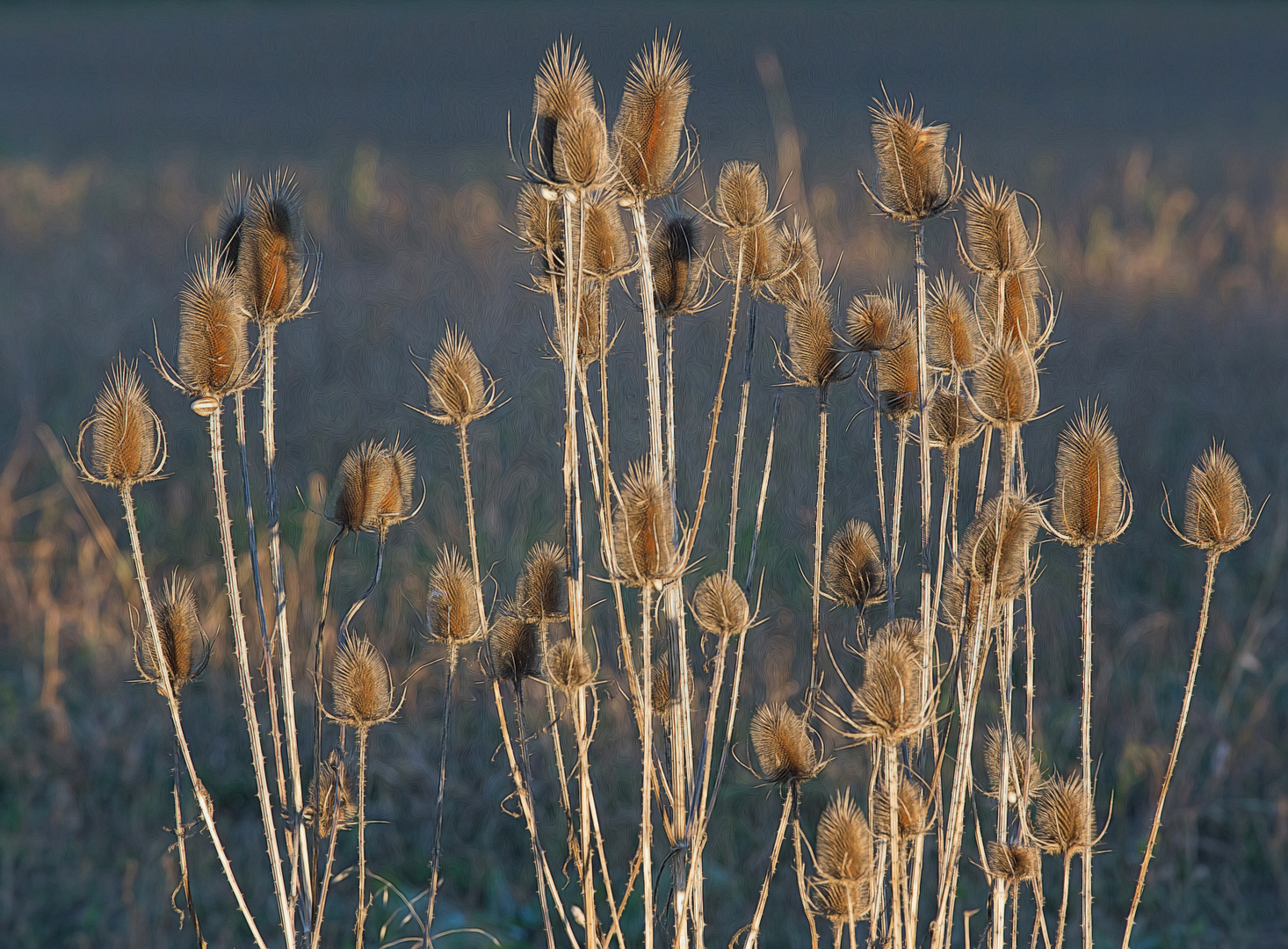 in der Wintersonne  - Wilde Karden -