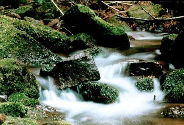 in der Wolfsschlucht bei Heidelberg