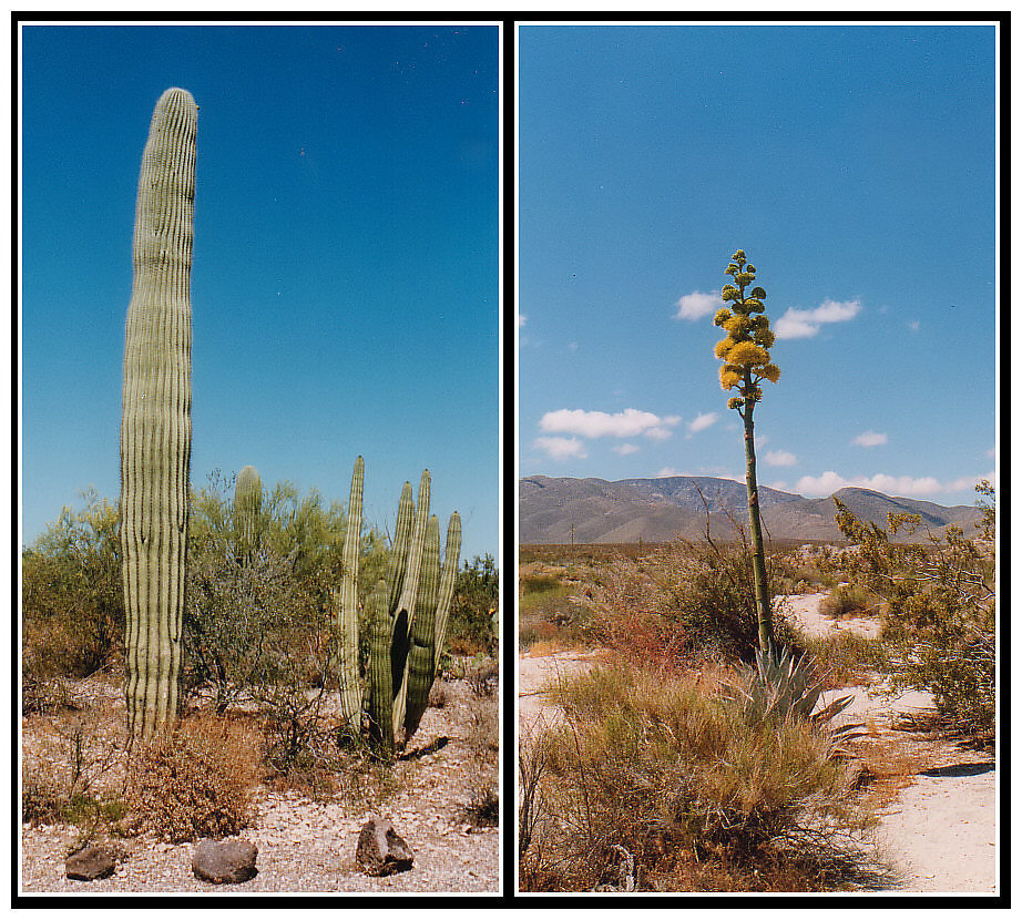 In der Wüste Arizonas