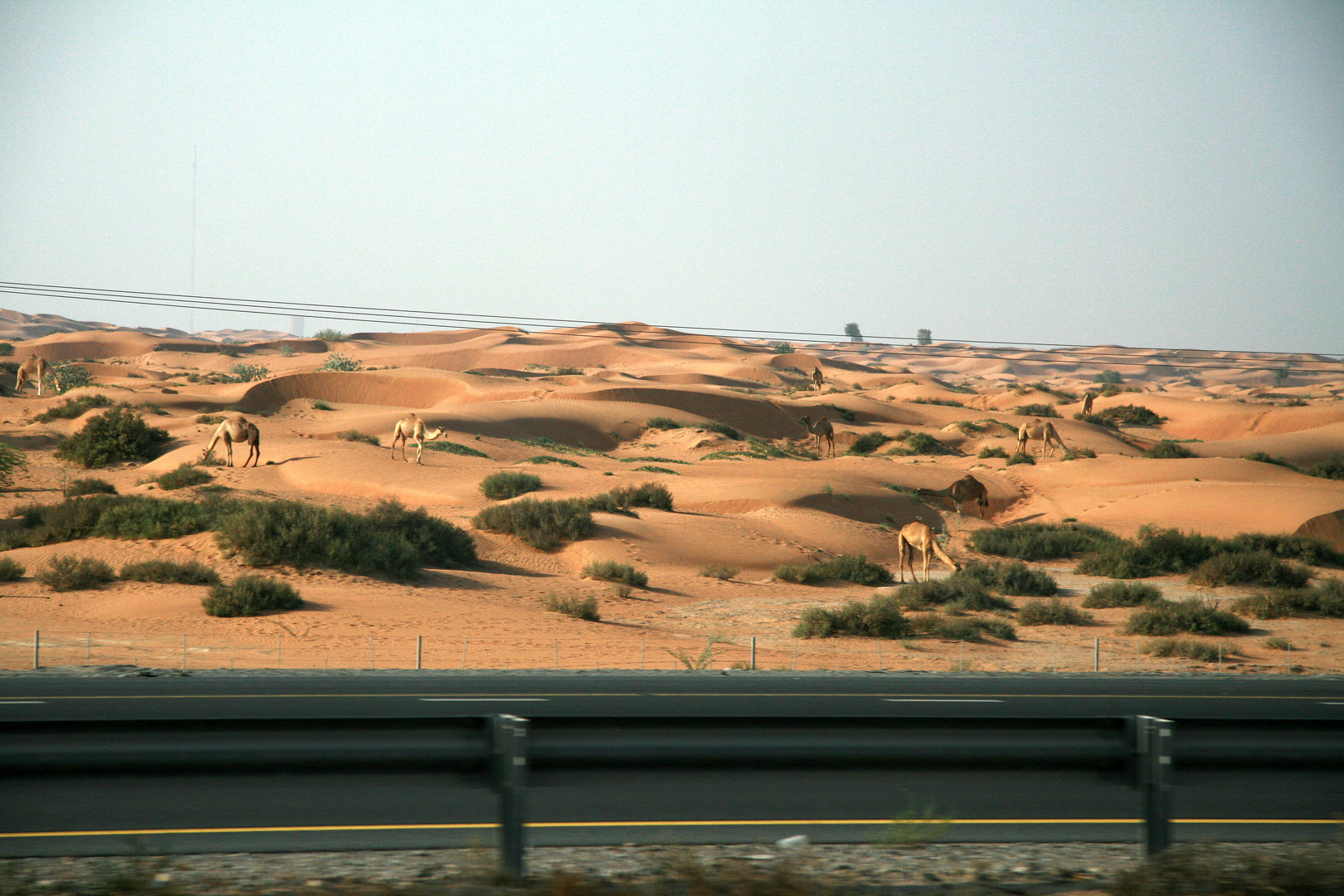in der wüste gibt's auch kamele