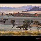 In der Wüste Namib