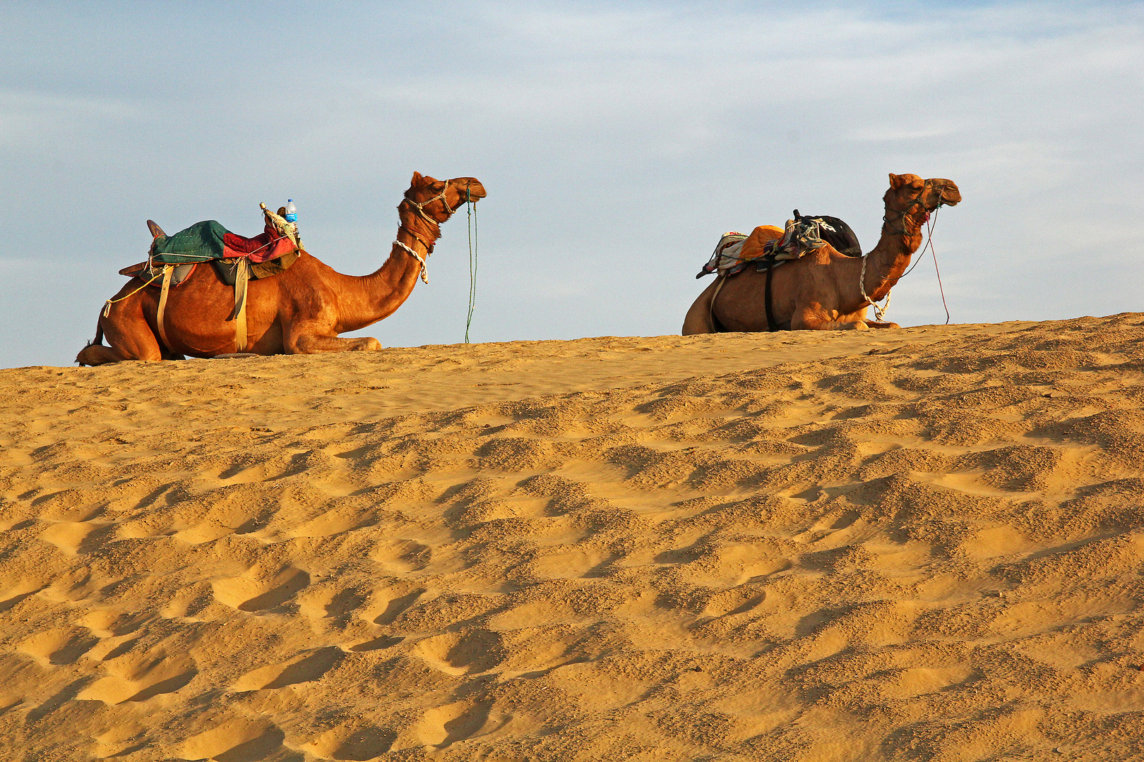 In der Wüste Thar, Rajasthan, Indien