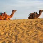 In der Wüste Thar, Rajasthan, Indien