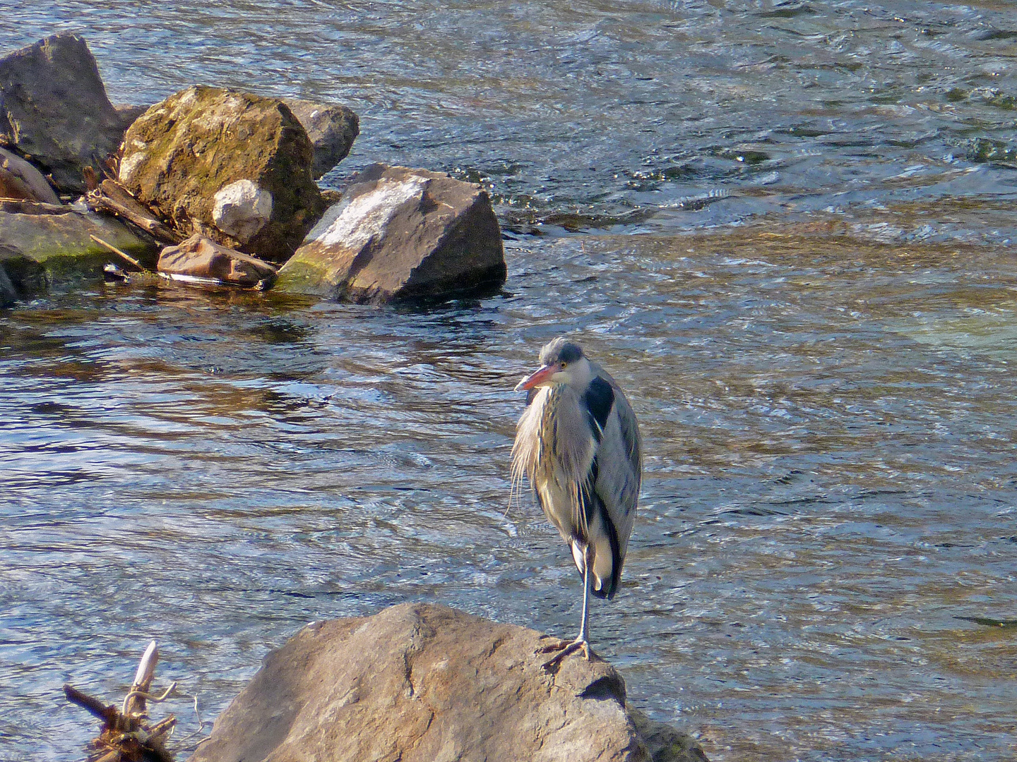 In der Wupper...