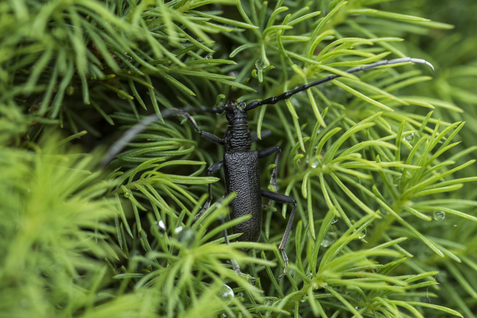 In der Zuckerhutfichte Foto & Bild fotos, natur, insekten Bilder auf