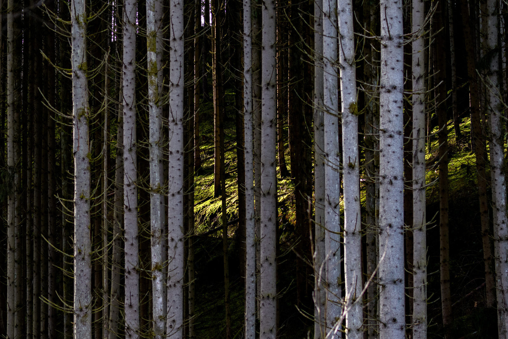 In des Waldes tiefsten Gründen