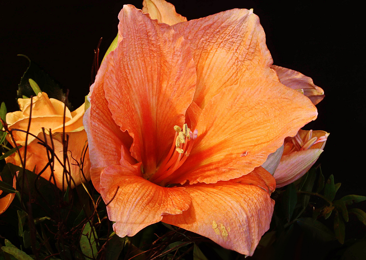 in die Amaryllis hineingeschaut