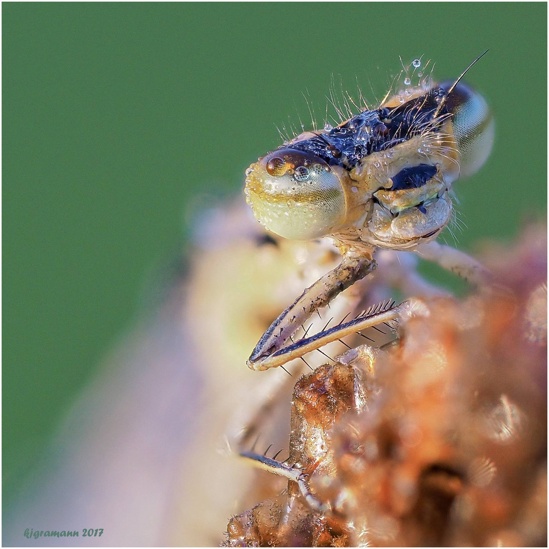 in die augen geschaut......