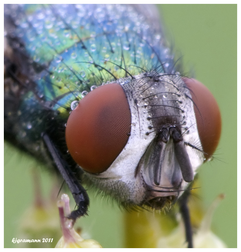 in die augen geschaut....