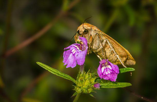 in die Augen schauen